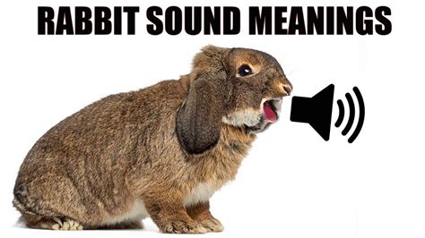 do rabbits like music? maybe they prefer the sound of thunder?